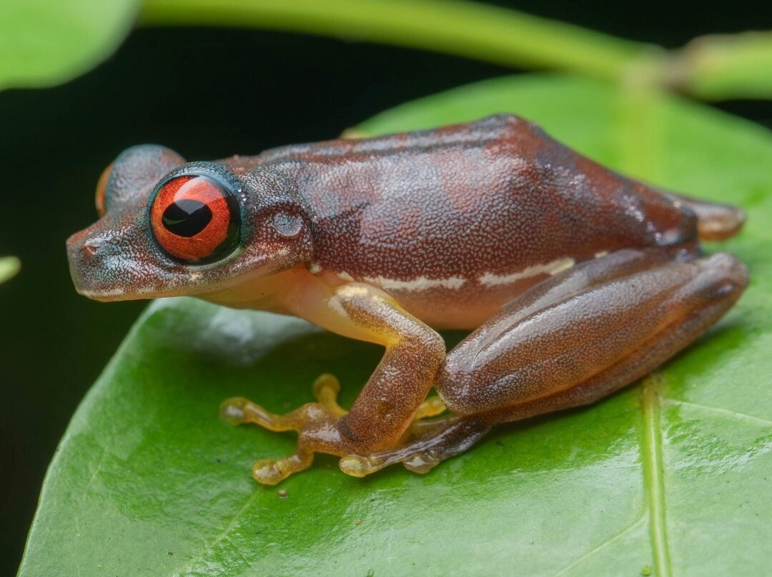 Sierpefrogs-Sierpe必去景点