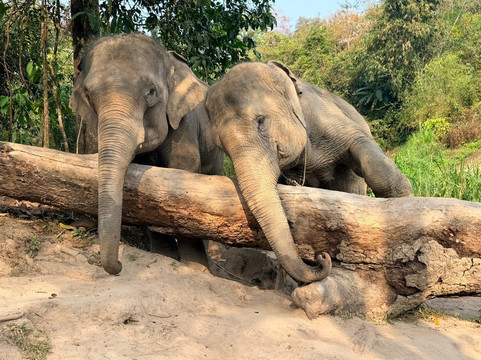 Chiangmai Elephant Sanctuary-清迈必去景点
