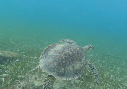 Fokito's Tours-Vieques必去景点