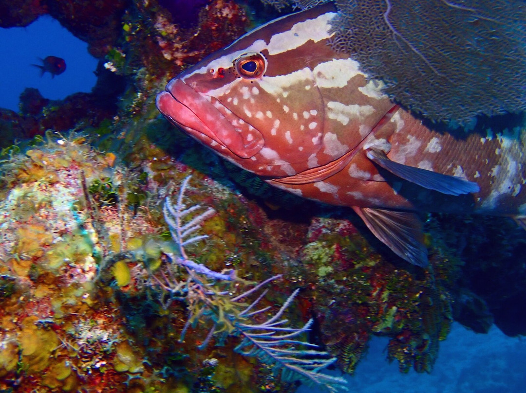 Reef Divers Cayman Islands-Cayman Brac必去景点