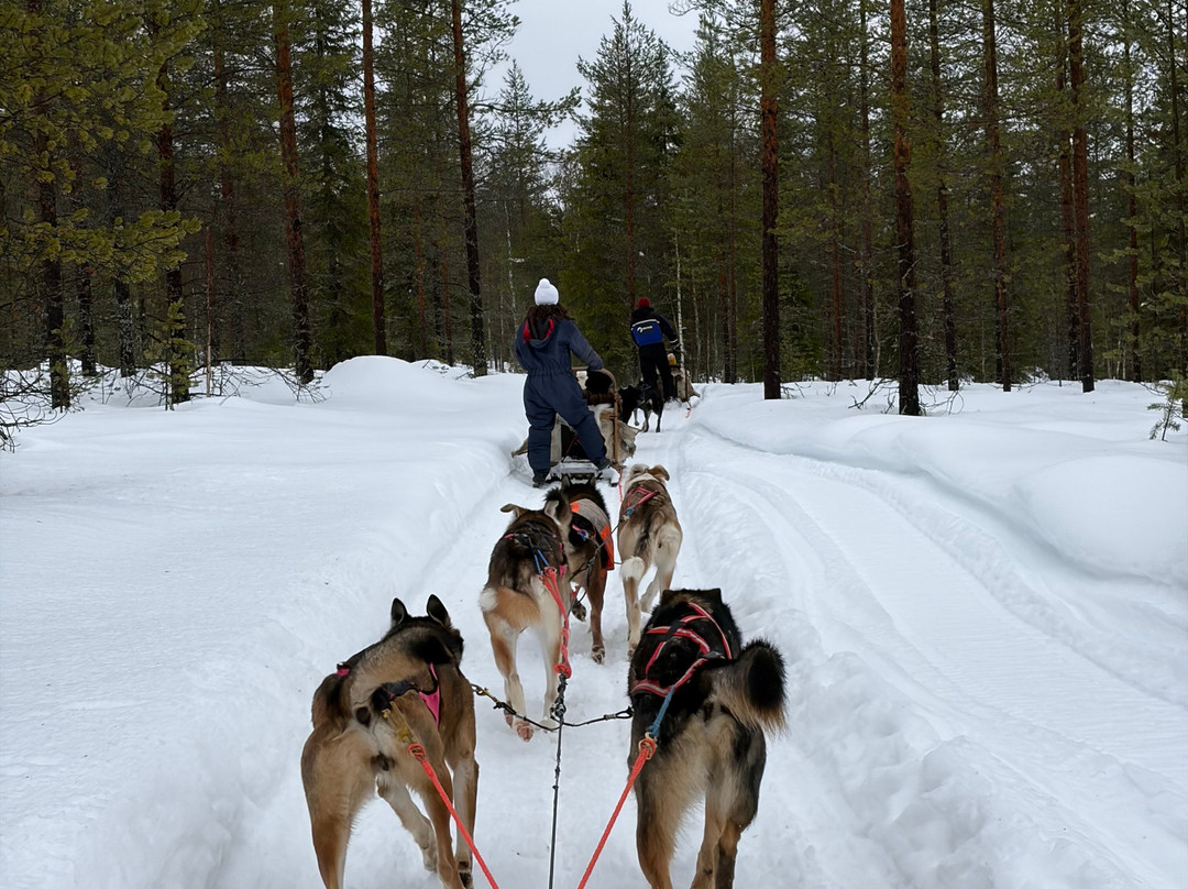 Pinewood's huskies-罗瓦涅米必去景点