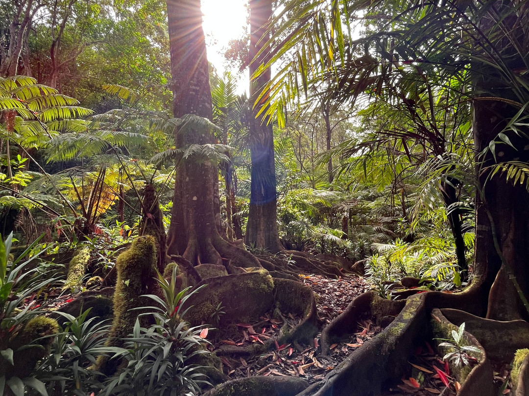 Kona Cloud Forest Sanctuary-凯鲁瓦-柯纳必去景点
