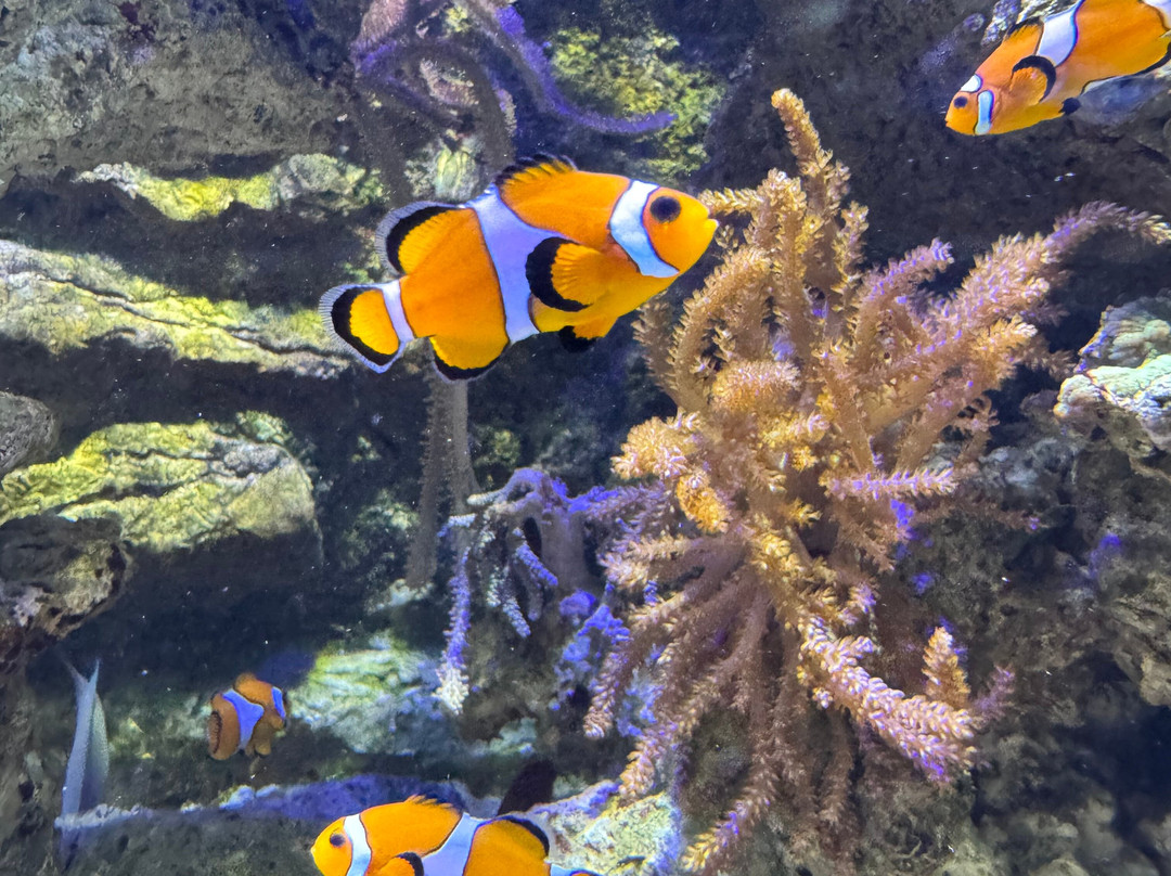 Aquarium De Touraine-Lussault-sur-Loire必去景点