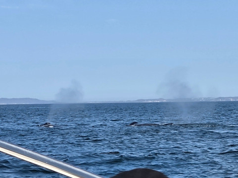 Ocean Friendly Whale Watching Tours-瓦拉塔港必去景点