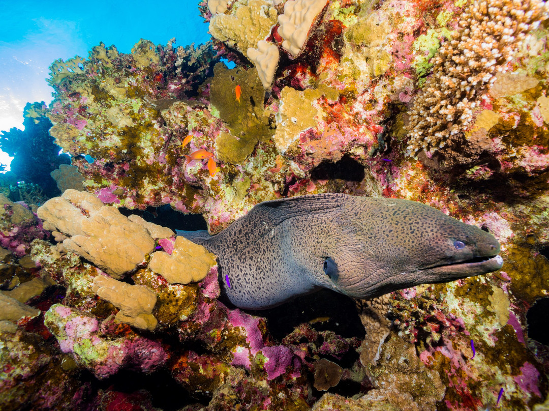 Volkert Dive Center-Safaga必去景点