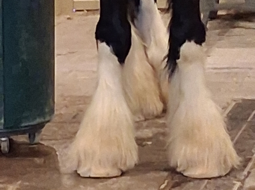 Hermann Farm-赫曼必去景点