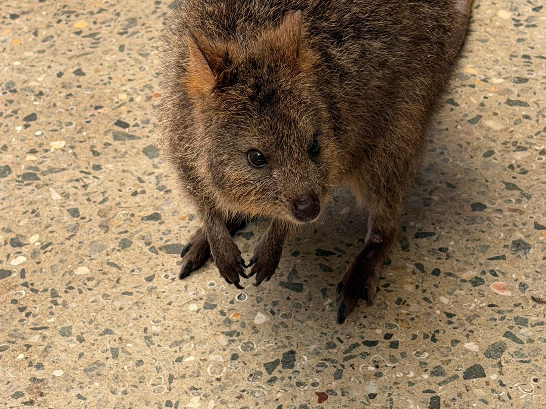 Rottnest Island Pedal and Flipper-罗特尼斯岛必去景点