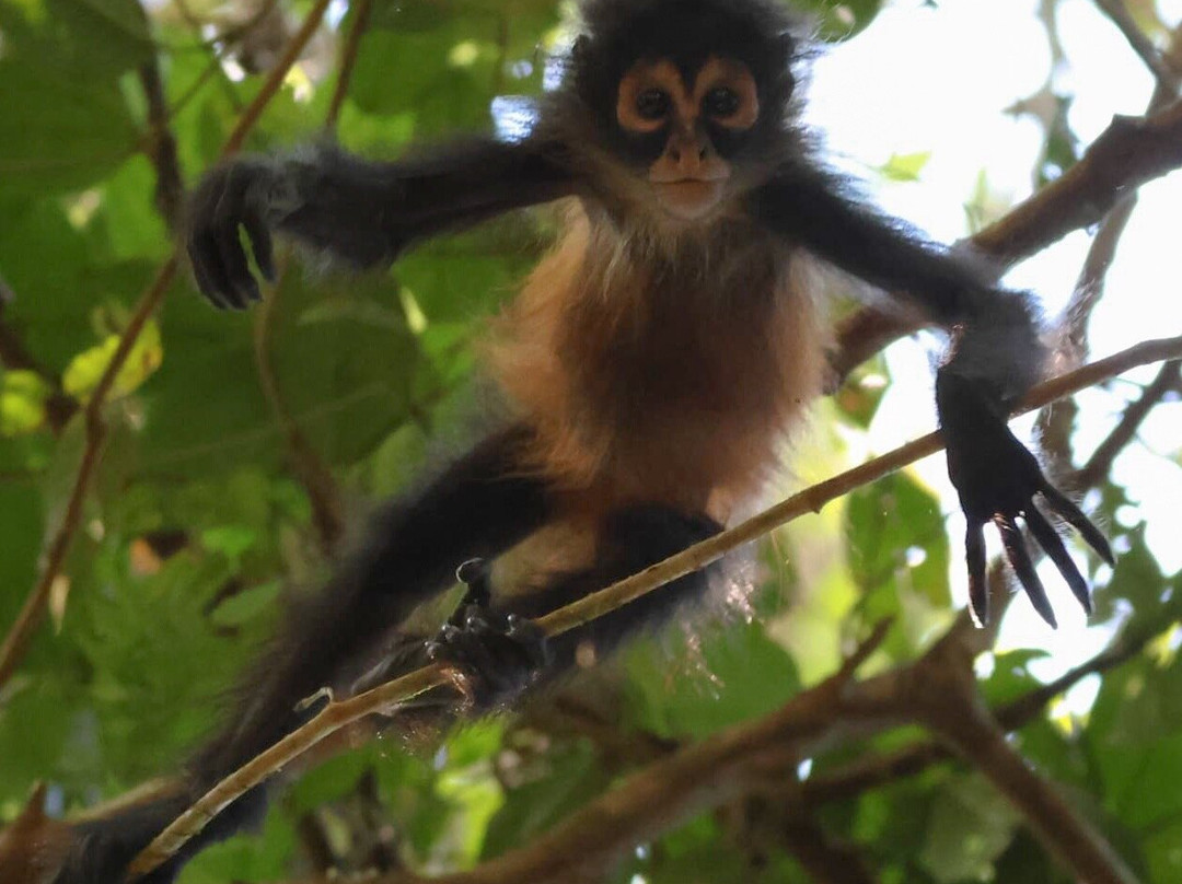 Osa Green Travel-希门尼斯港必去景点