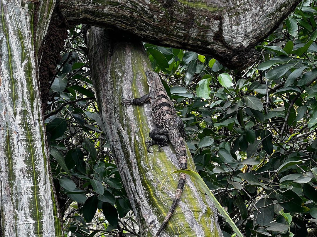 Refugio Nacional Mixto de Vida Silvestre Romelia-蒙特祖玛必去景点