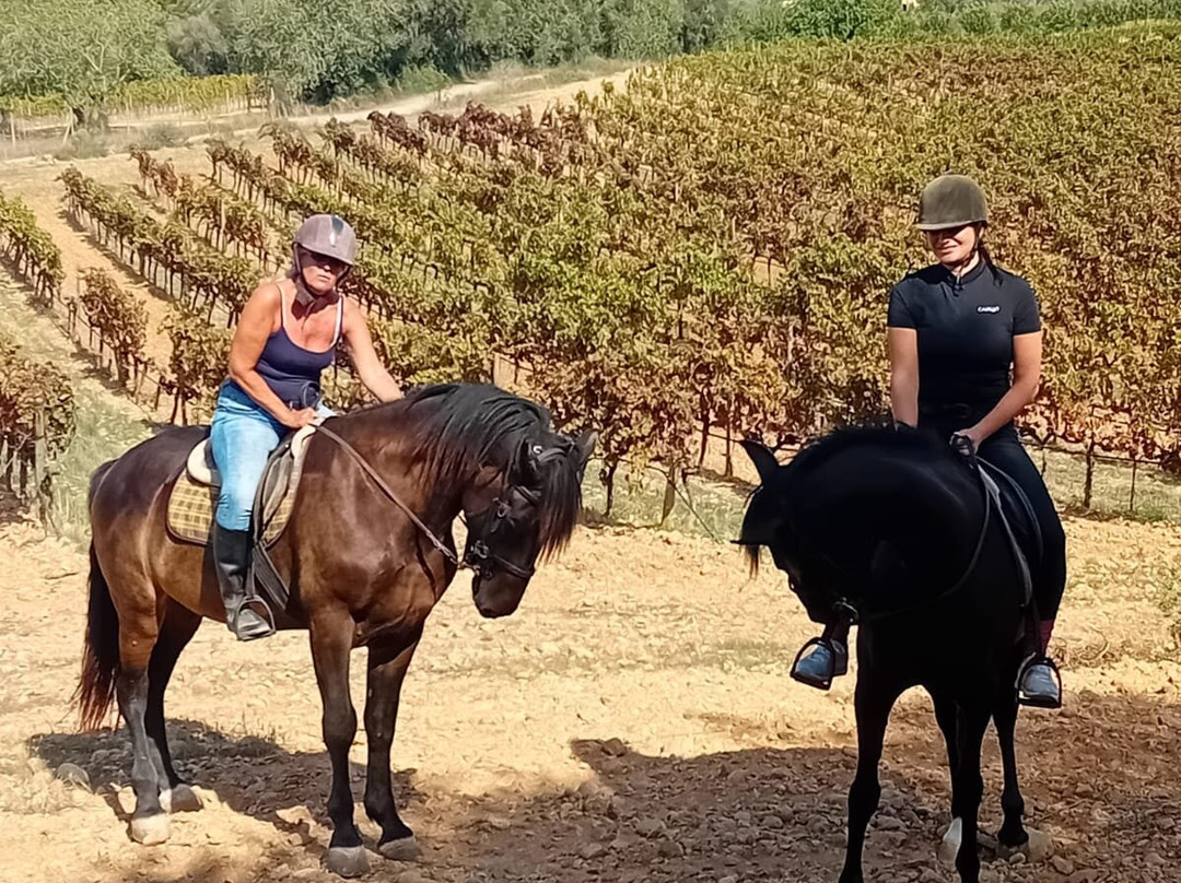 Mallorca Horses-马洛卡帕尔马必去景点