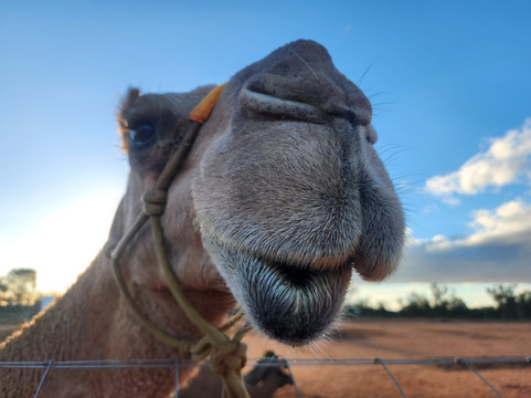 Silverton Outback Camels-Silverton必去景点