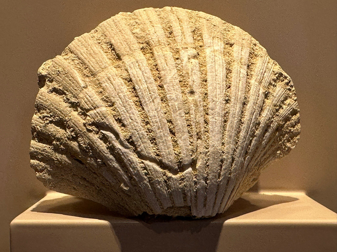 Leventis Municipal Museum of Nicosia-尼科西亚必去景点