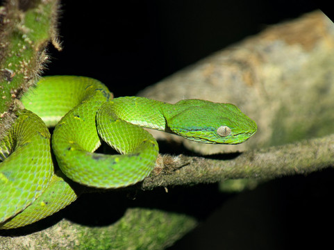 Monteverde Nature Tracks-蒙特沃德必去景点