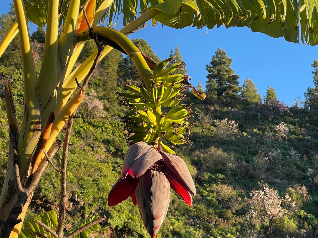 Vidyamor Yoga Retreats Canary Islands-Tijarafe必去景点