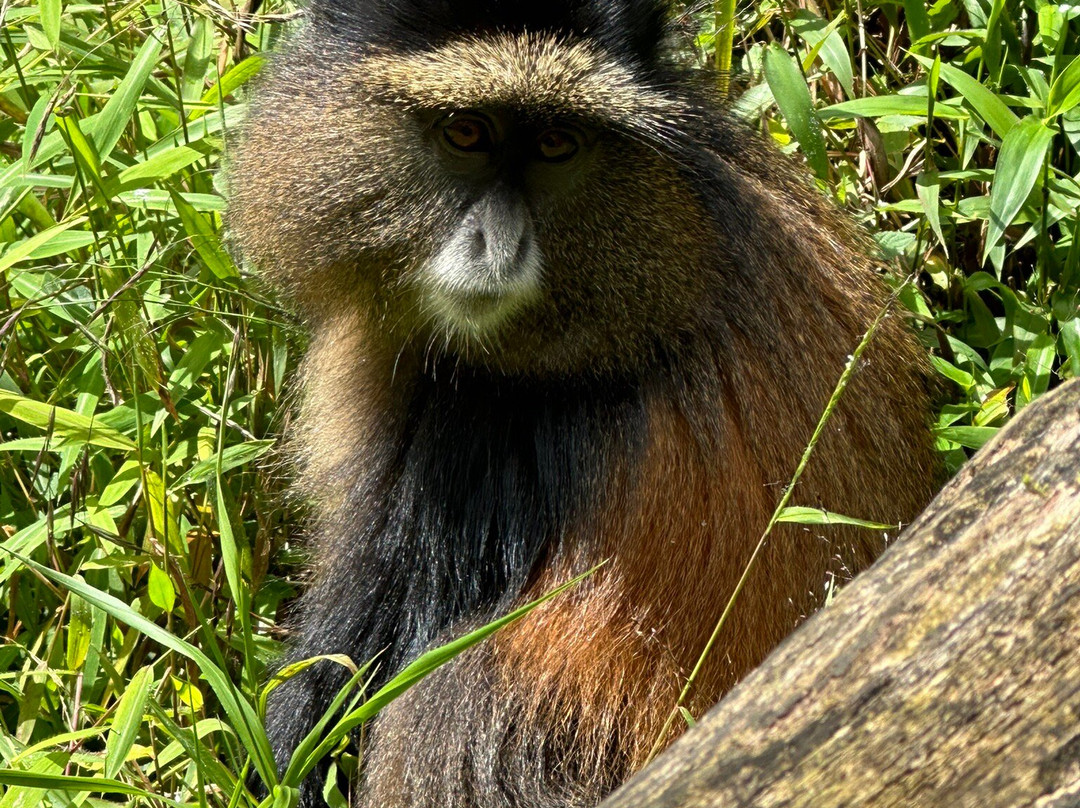 Taffies Safaris-坎帕拉必去景点