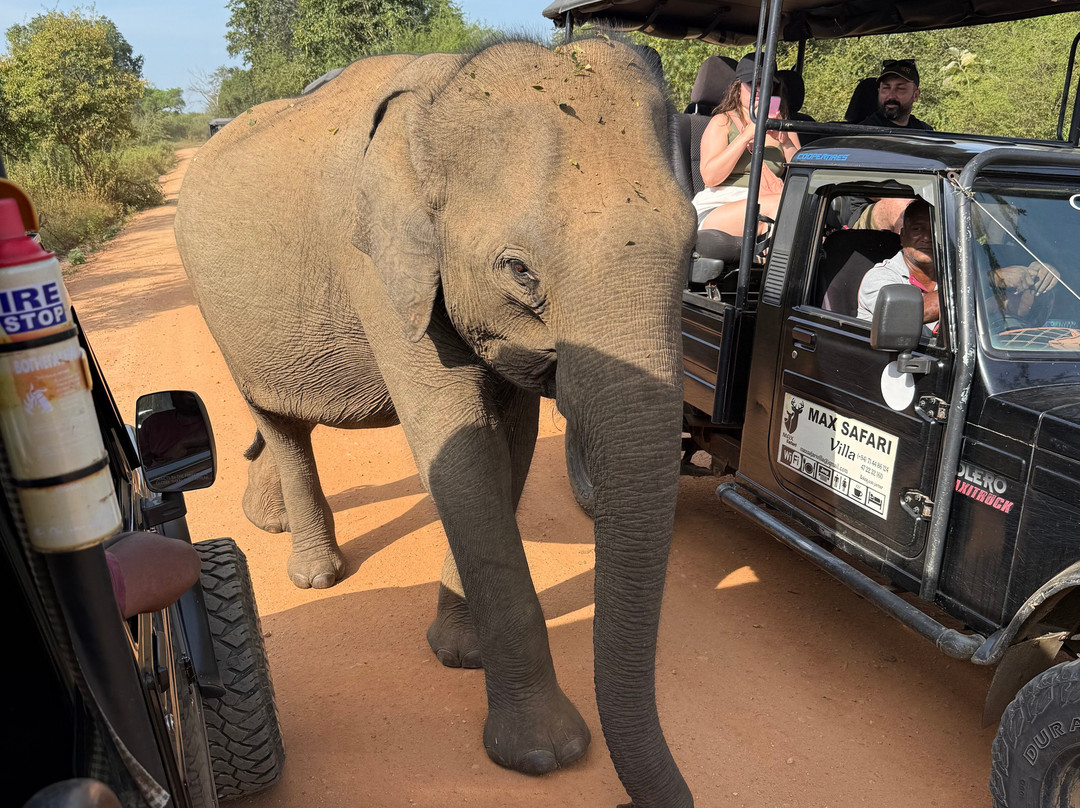 Udawalawe Wild Safari With Dileepa-乌达瓦拉瓦必去景点