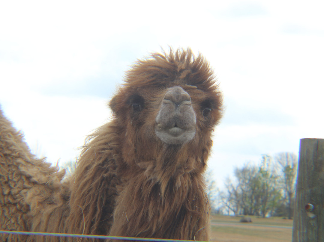 Tennessee Safari Park-Alamo必去景点