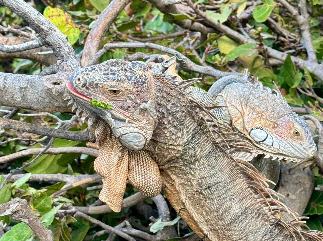 Zauber der Karibik-Marigot必去景点
