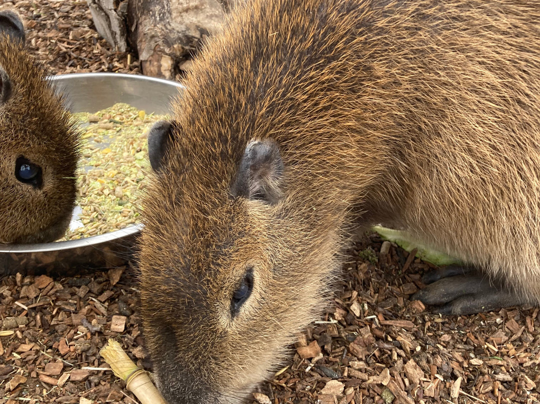 Shepreth Wildlife Park-Shepreth必去景点