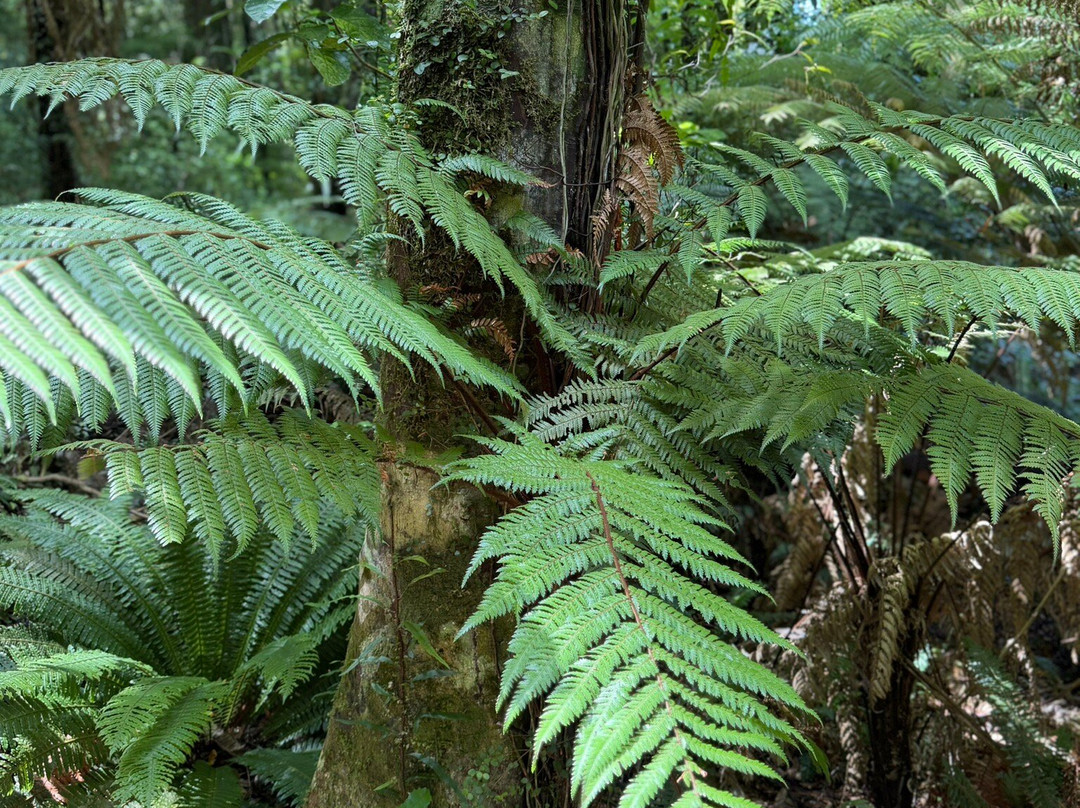 Sanctuary Mountain Maungatautari-Pukeatua必去景点