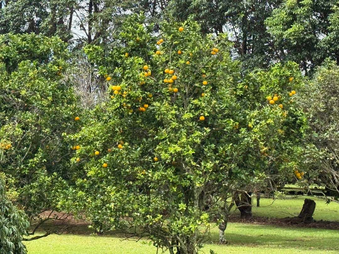 Kauai Plantation Railway-利胡埃必去景点