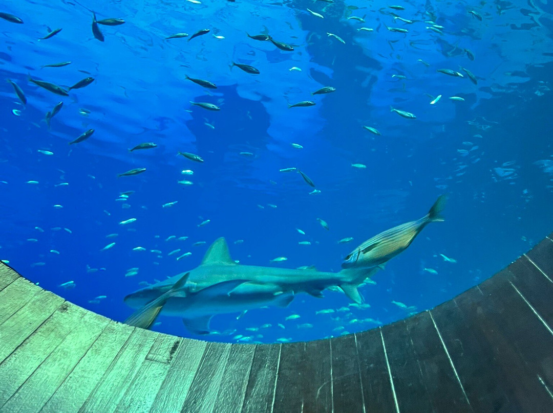 Poema Del Mar-大加那利岛拉斯帕尔马斯必去景点