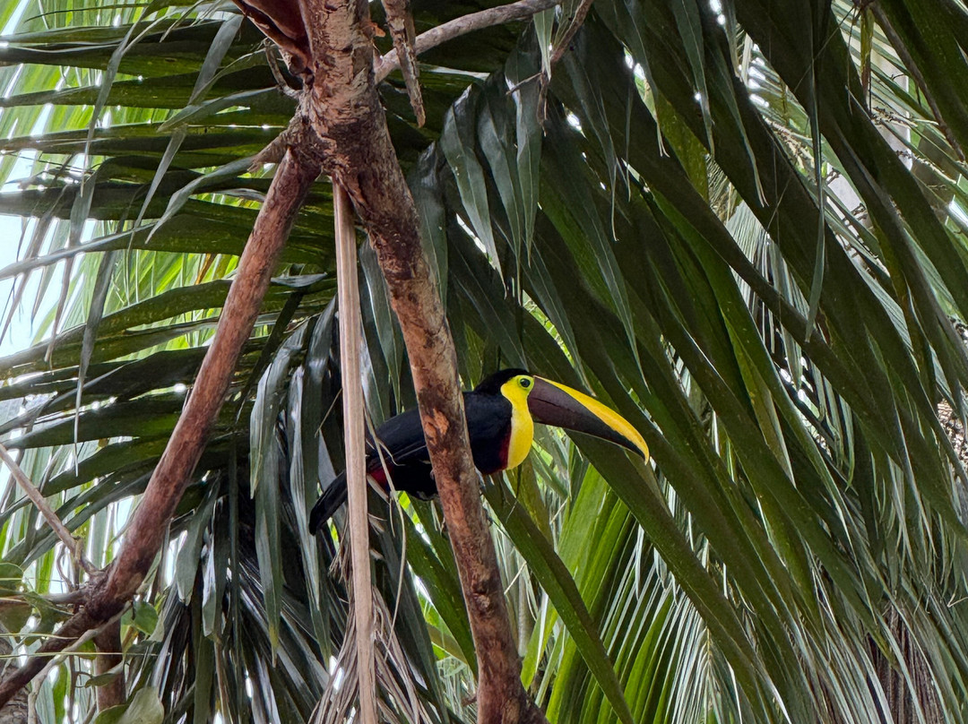 Conga Boutique Hotel主图