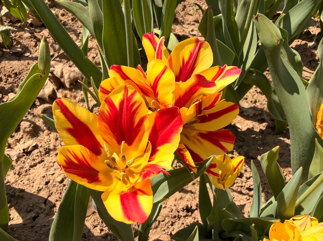 Tulipani Italiani Arese-阿雷塞必去景点