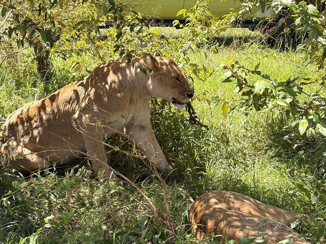 Masai Mara National Reserve-纳罗克必去景点