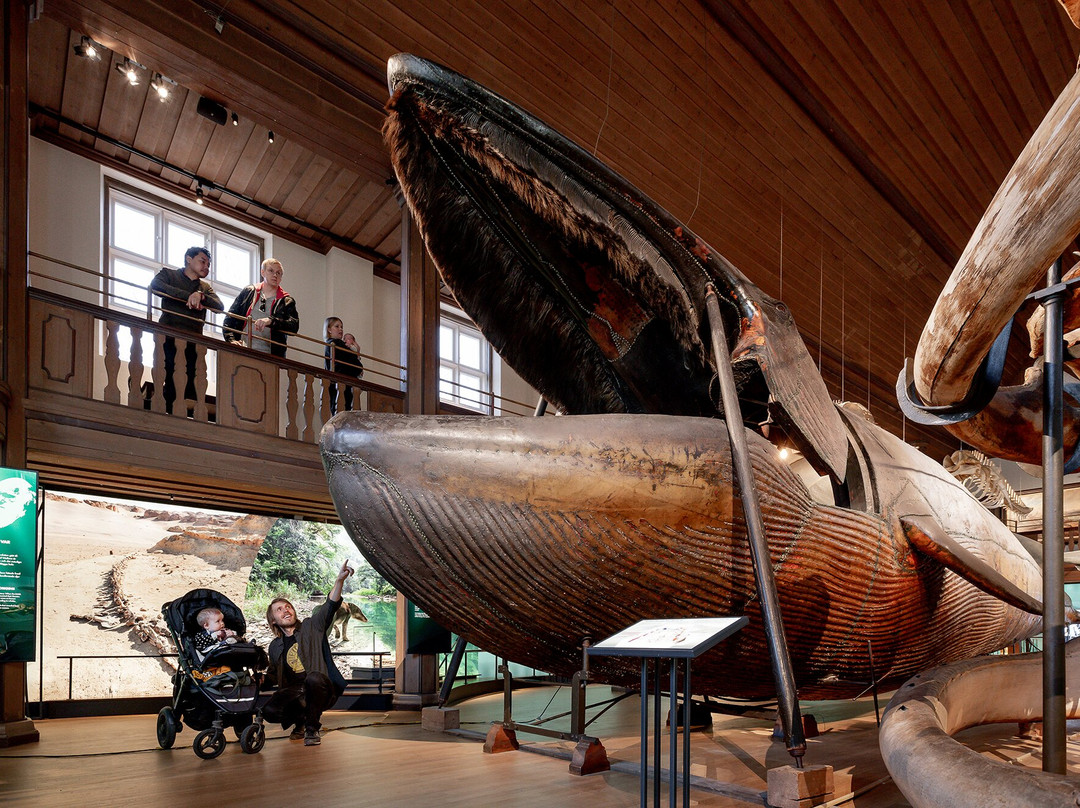 The Natural History Museum-哥德堡必去景点