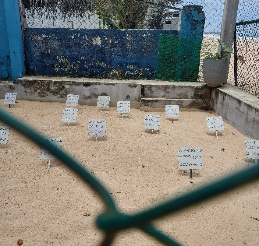 Sea Turtle Farm Galle Mahamodara-加勒必去景点