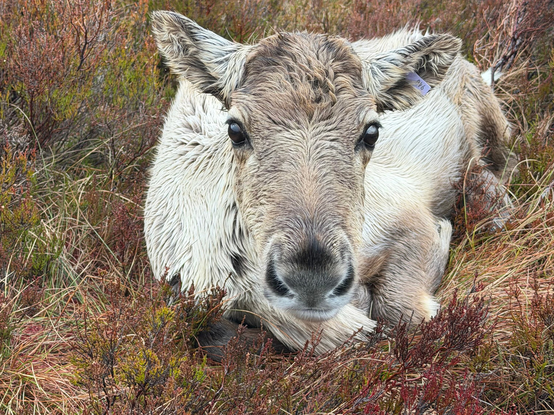 Cairngorm Reindeer Herd-Glenmore必去景点
