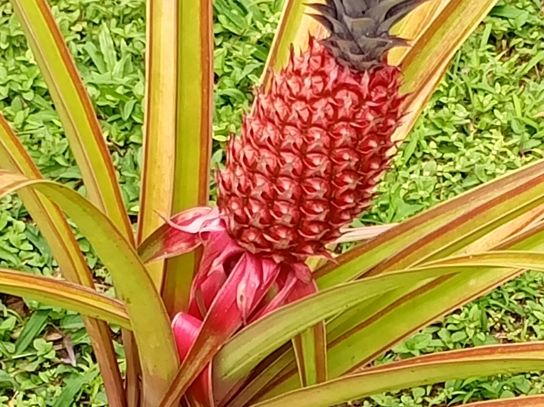 Jardin Botanique de Valombreuse-Petit-Bourg必去景点