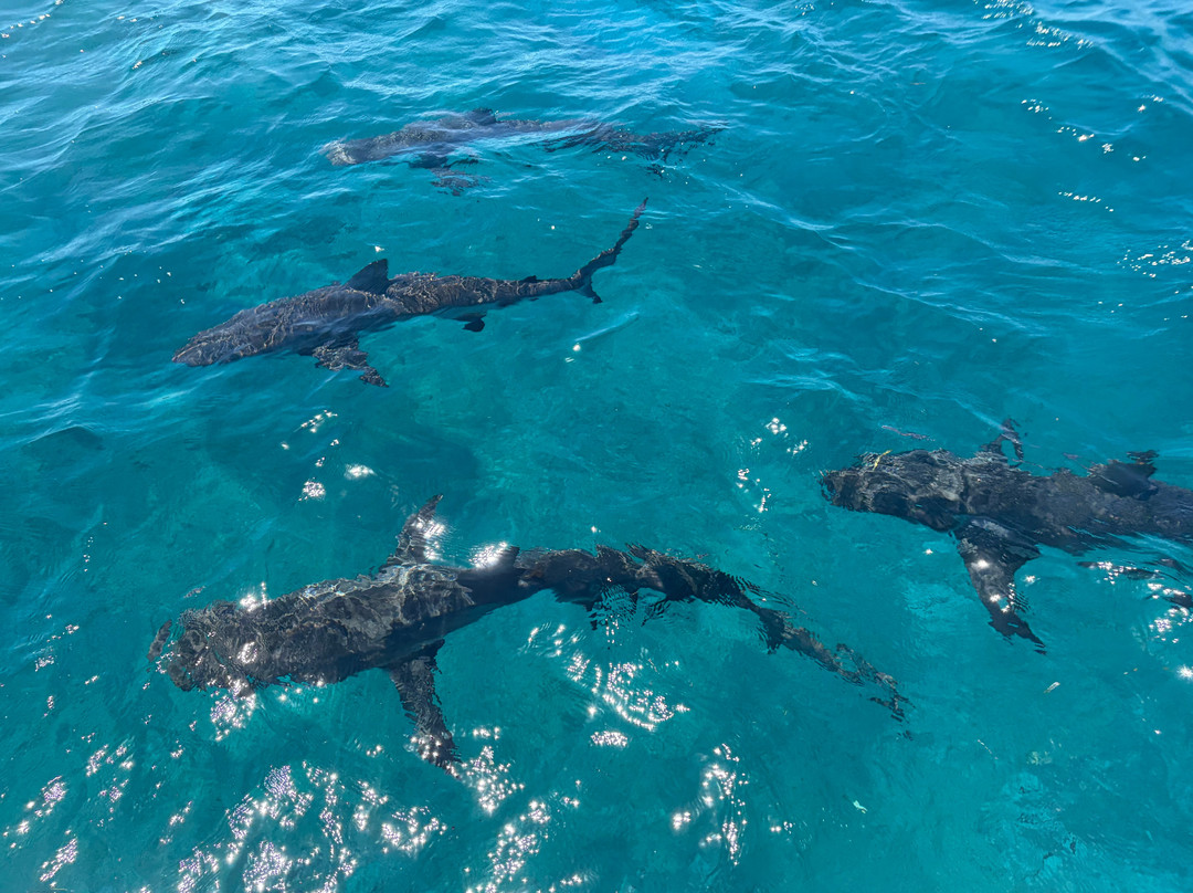 Neal Watson's Bimini Scuba Center-Alice Town必去景点
