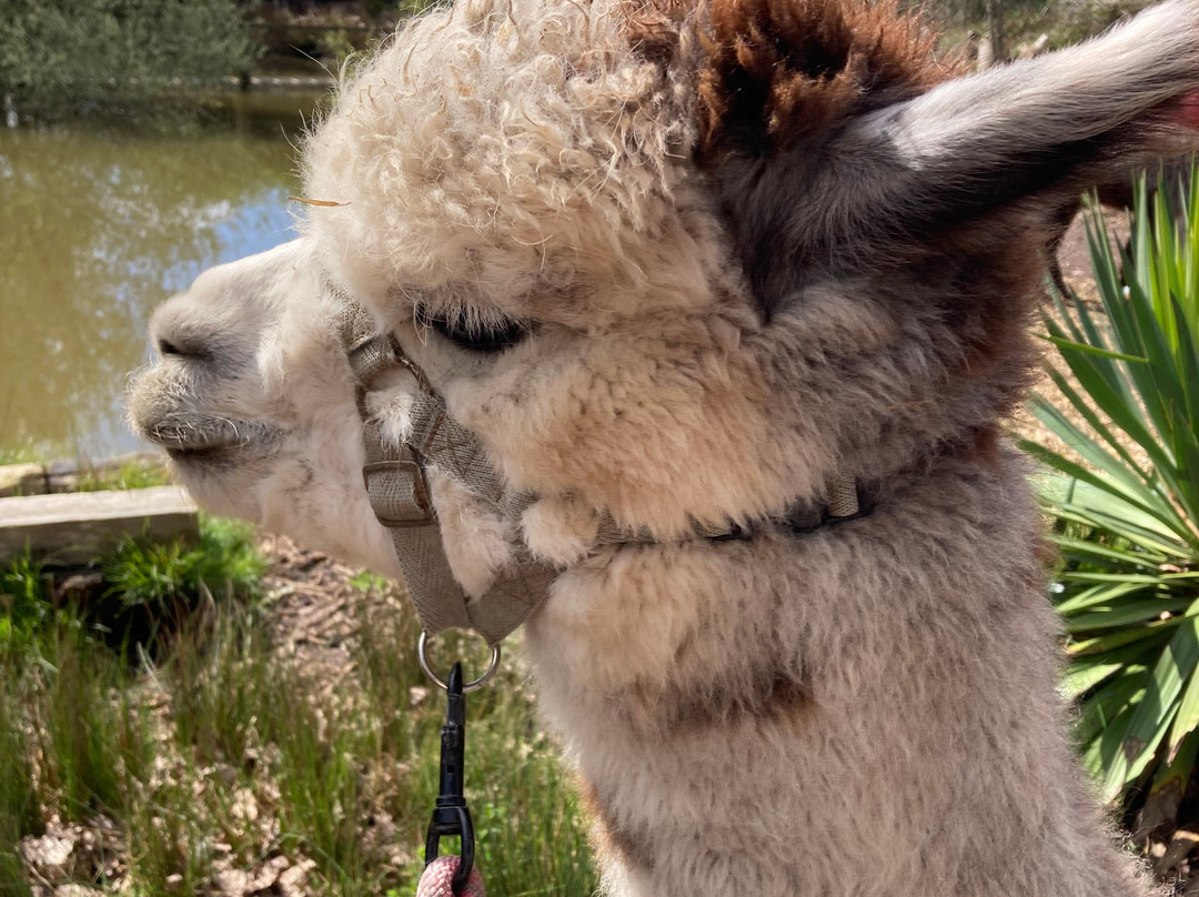 Nanny Sharon's Alpaca Farm C.I.C-Prenton必去景点