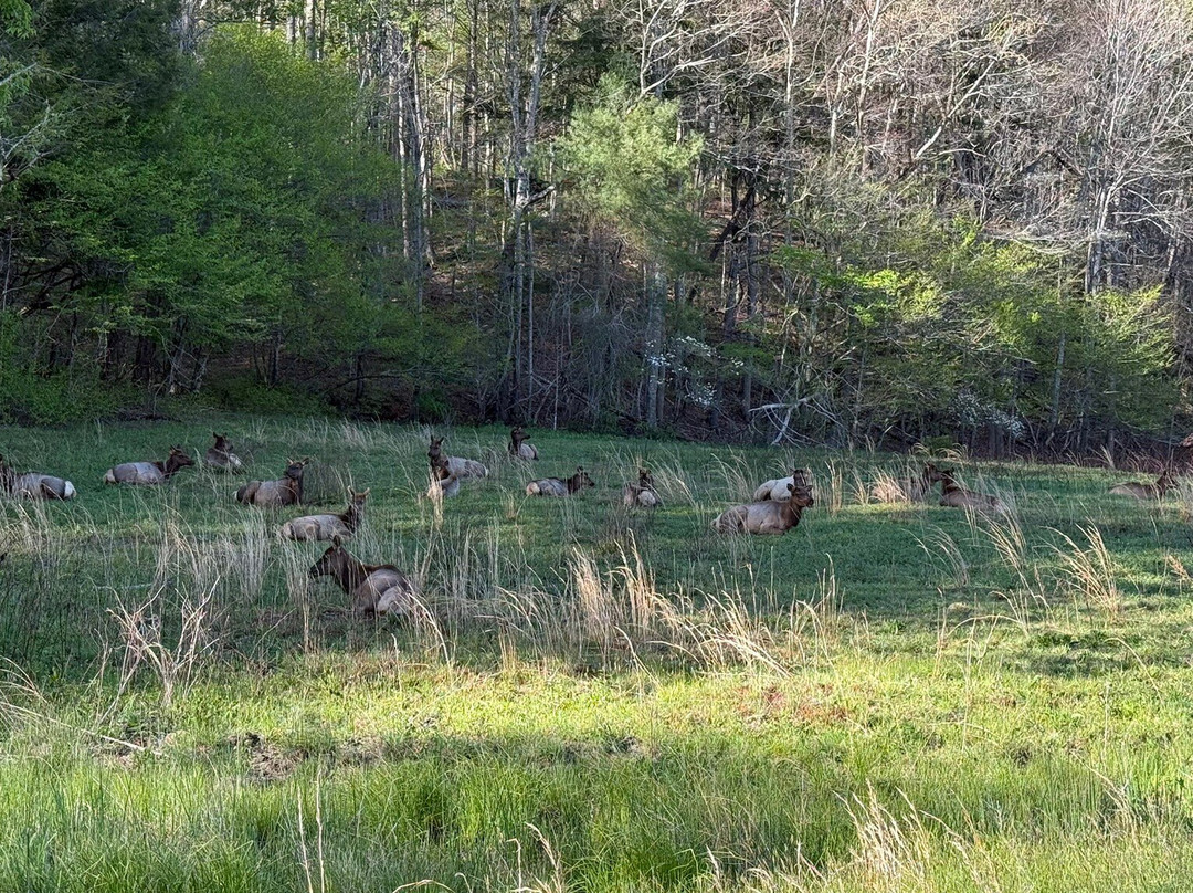 Cataloochee Valley-大雾山国家公园必去景点
