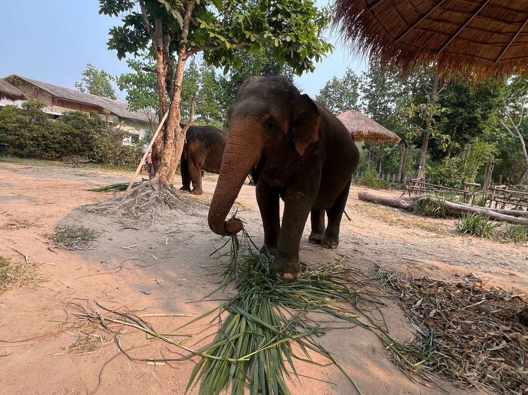 Maerim Elephant Sanctuary-夜林必去景点