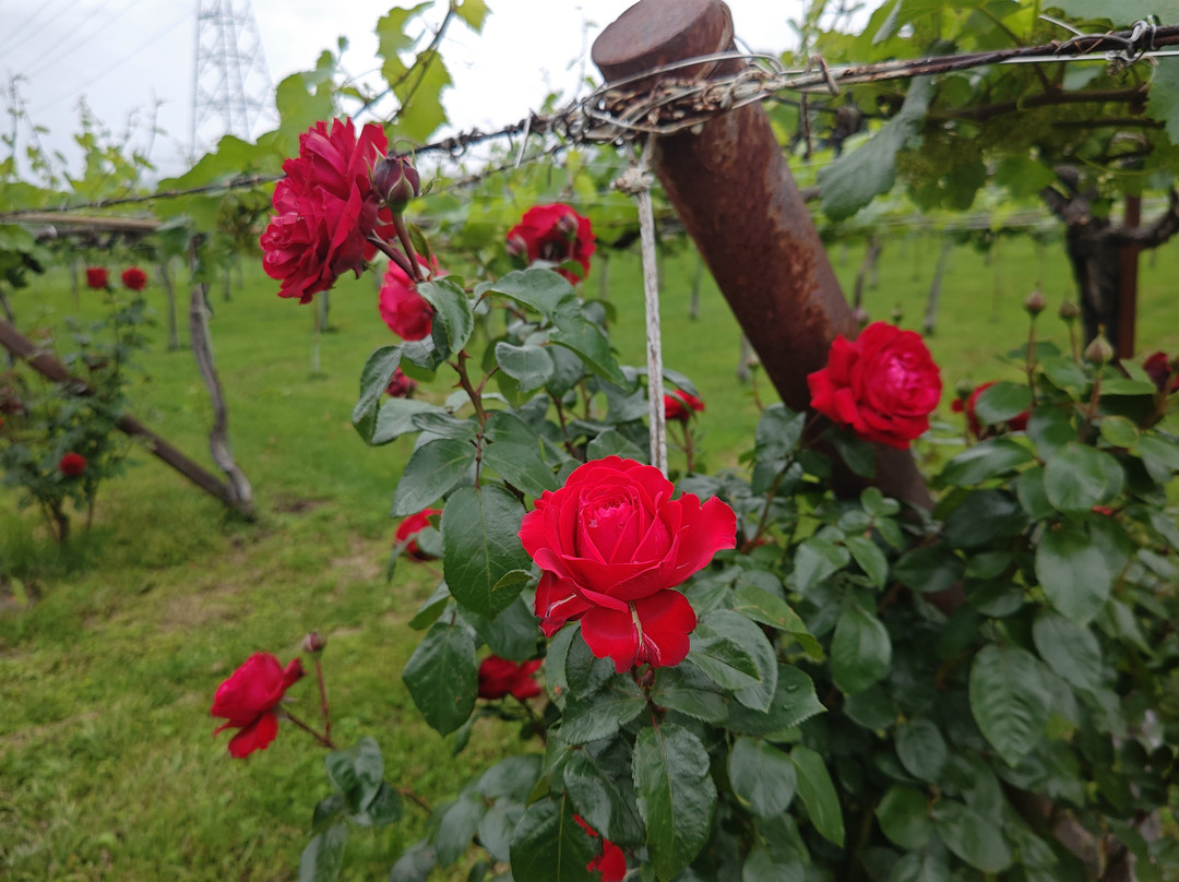 Goichi Wine-盐尻市必去景点