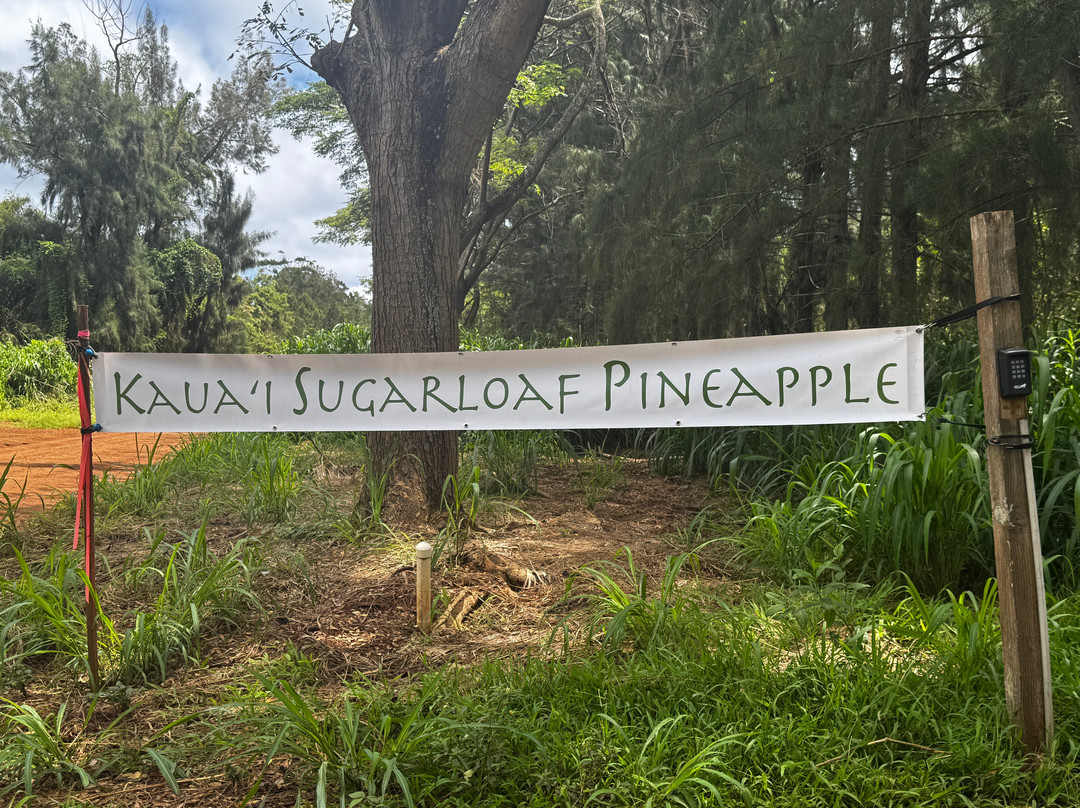 Sugarloaf Pineapple Farm-基拉韦厄必去景点