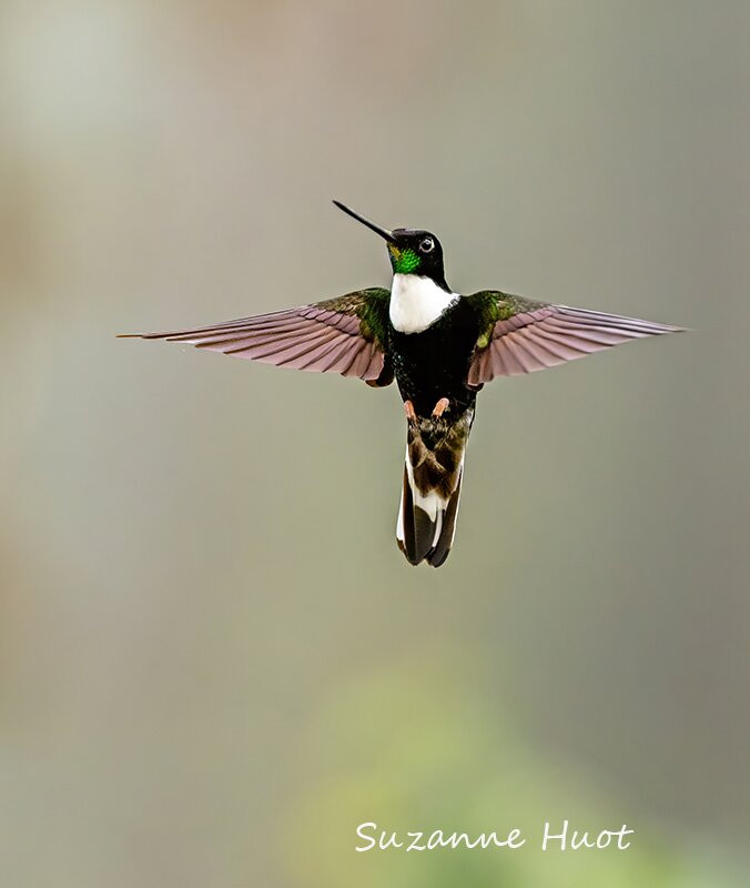 Ecuador Birds Tours-基多必去景点