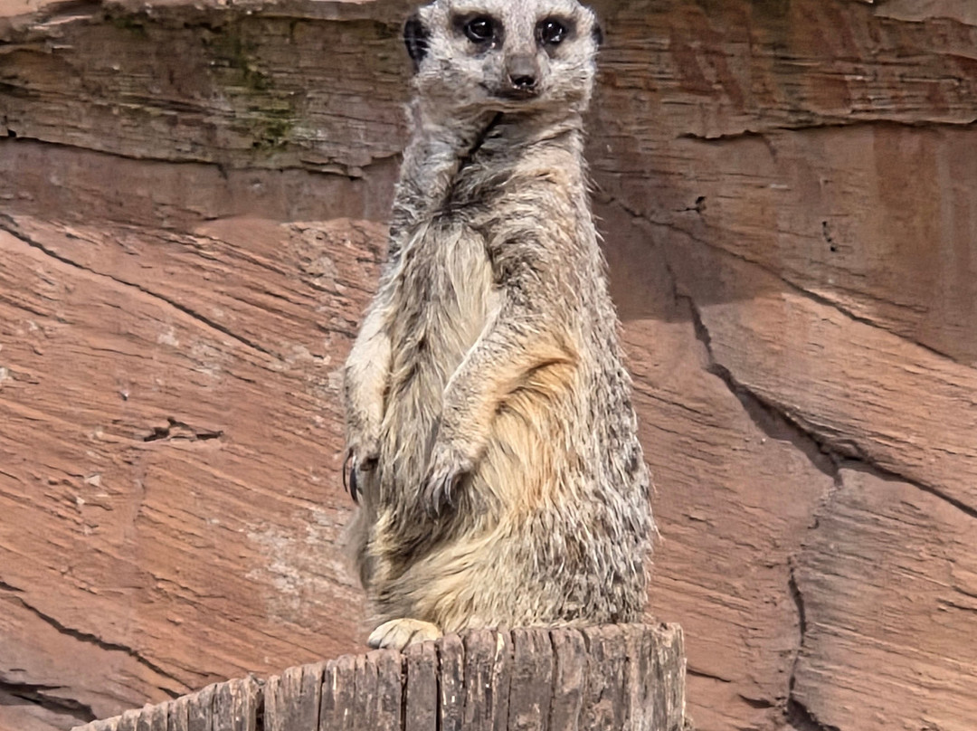 Exotic Zoo Wildlife Park + Natural History & Dino Museum-特尔福德必去景点