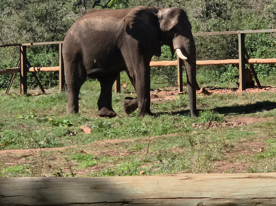 Elephant Sanctuary Hartbeesport Dam-哈特比斯普特必去景点