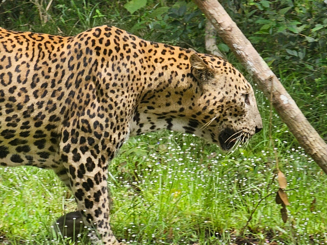 Ceylon Odyssey Travels & Tours-Kiribathgoda必去景点