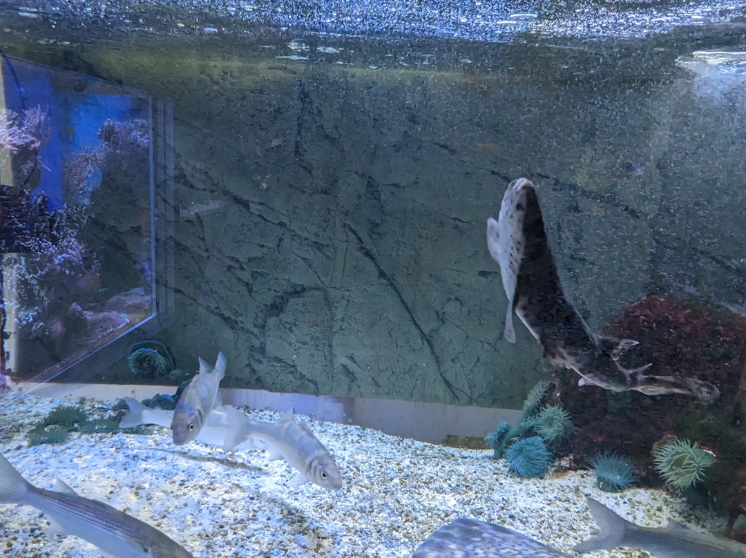 Aquarium de Dunkerque-敦克尔克必去景点