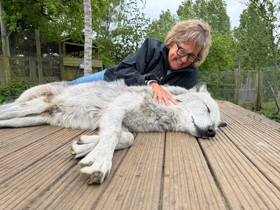 Wolves Of Wiltshire