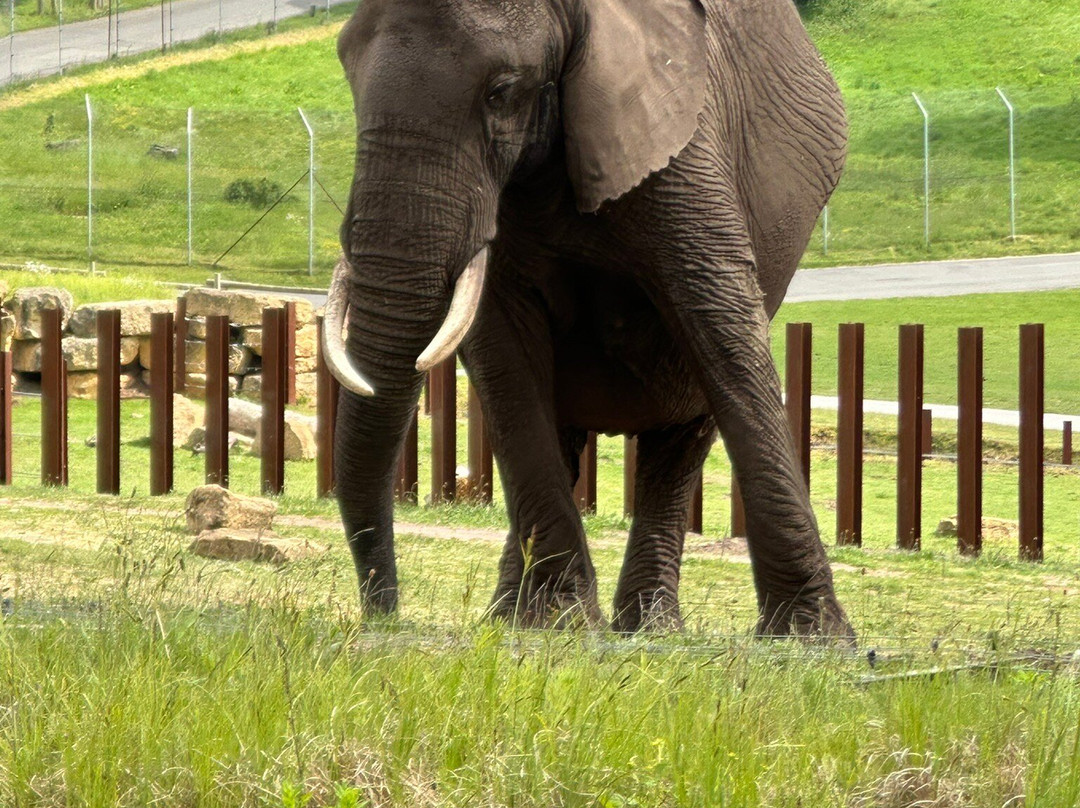 Safari Lodges At West Midlands Safari Park主图