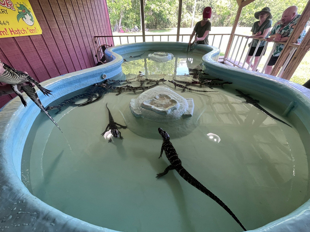 Insta-Gator Ranch & Hatchery-卡温顿必去景点