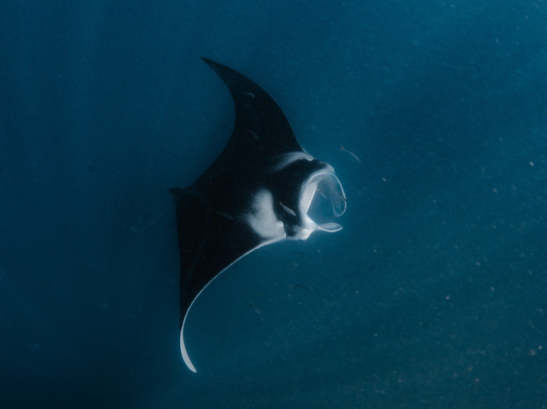 Ningaloo Coral Bay Boats-珊瑚湾必去景点