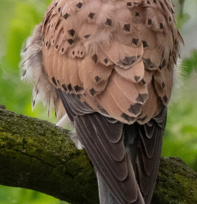 Hungarianbirdwatching.com Day Tours-布达佩斯必去景点