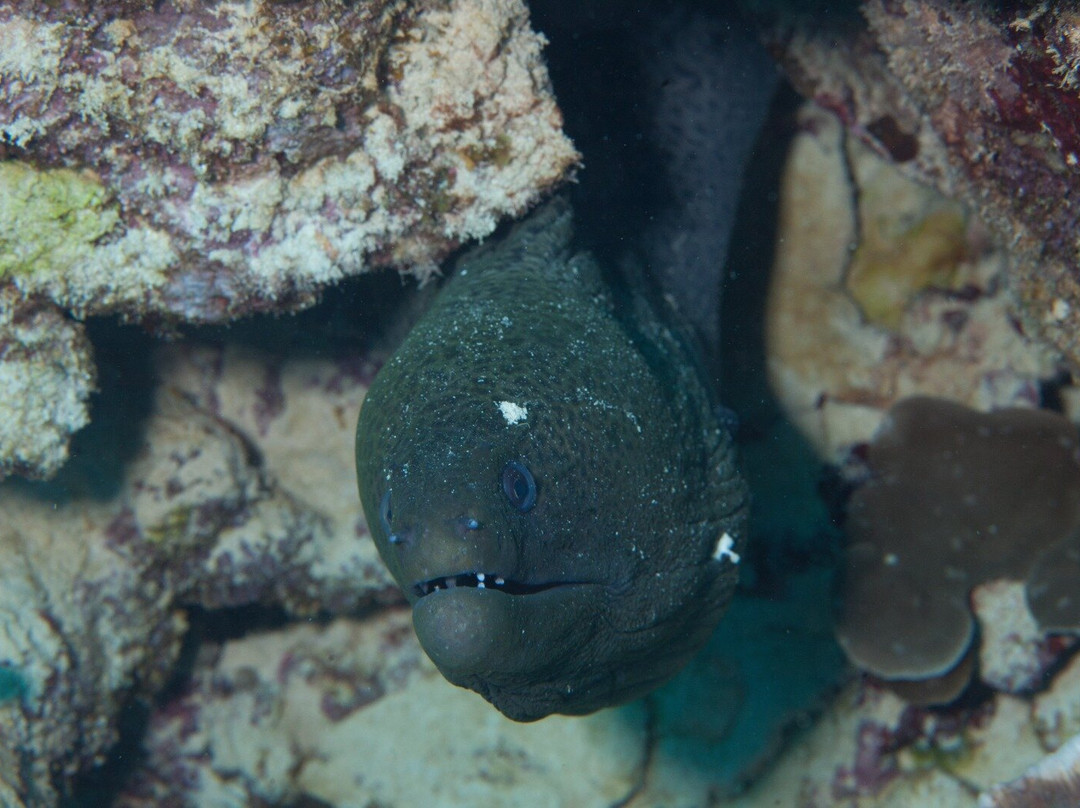 Alex Salamander Diving-马蒂兰港必去景点